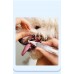 Pet toothbrush toothpaste integrated set
