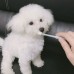 360 degree dog and cat specific toothbrush