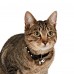 Diamond Cat Collar